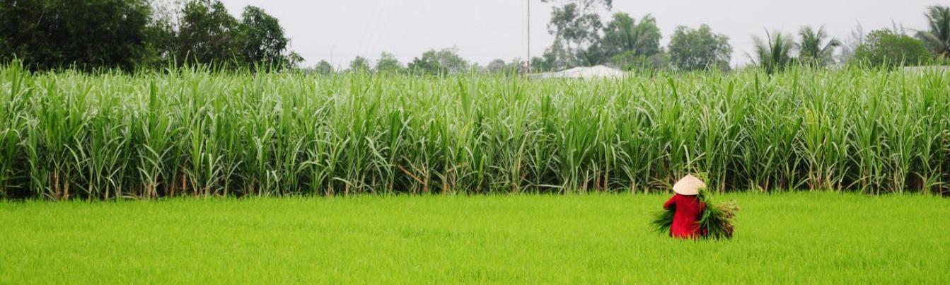 Immense rice-fields in Cuu Long Delta
