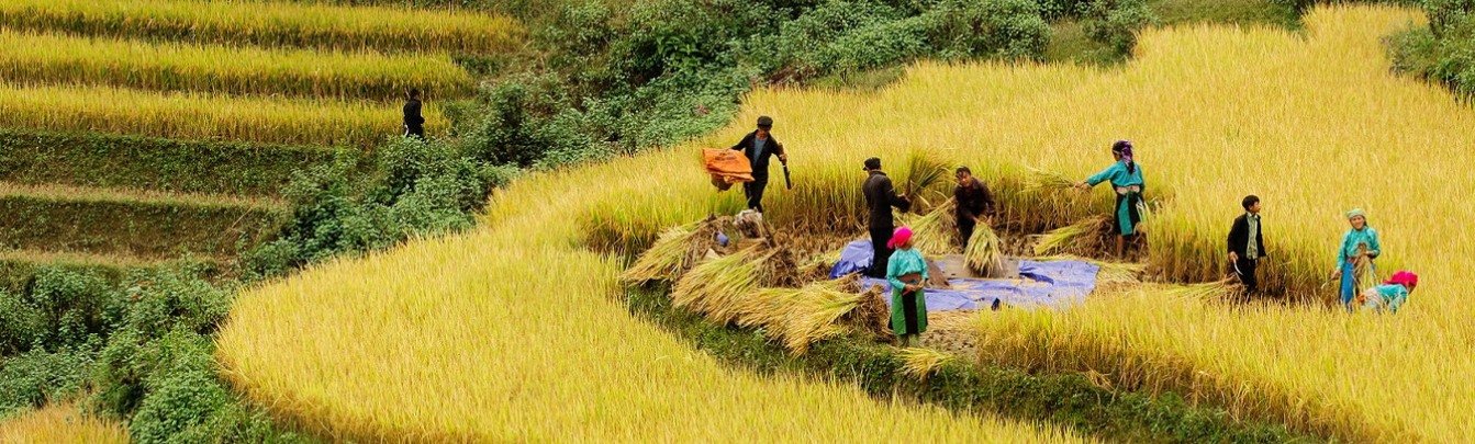 Rice-terraces in Sapa wears on a yellow in the harvest season