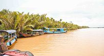 Immense riverbank and coconut in Ben Tre in the flooding season