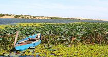 Lotus Lake