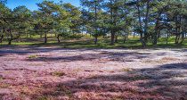 The pink grassland in Da Lat