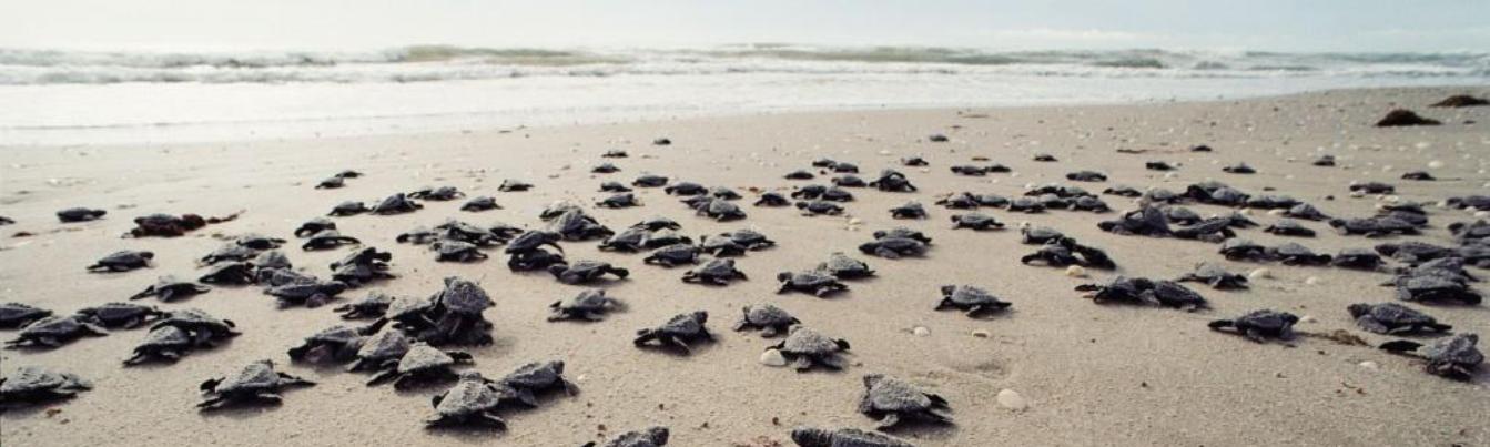 Thousands of baby turtles is try to run to the oceanIf visitors go to Cat Lon beach or Bay Canh Island, Con Dao in the period from April to October every year, they will have an opportunity to see turtles coming ashore at night to spawn eggs and conservat