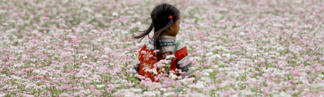 Pleasure child among the immense field of buckwheat