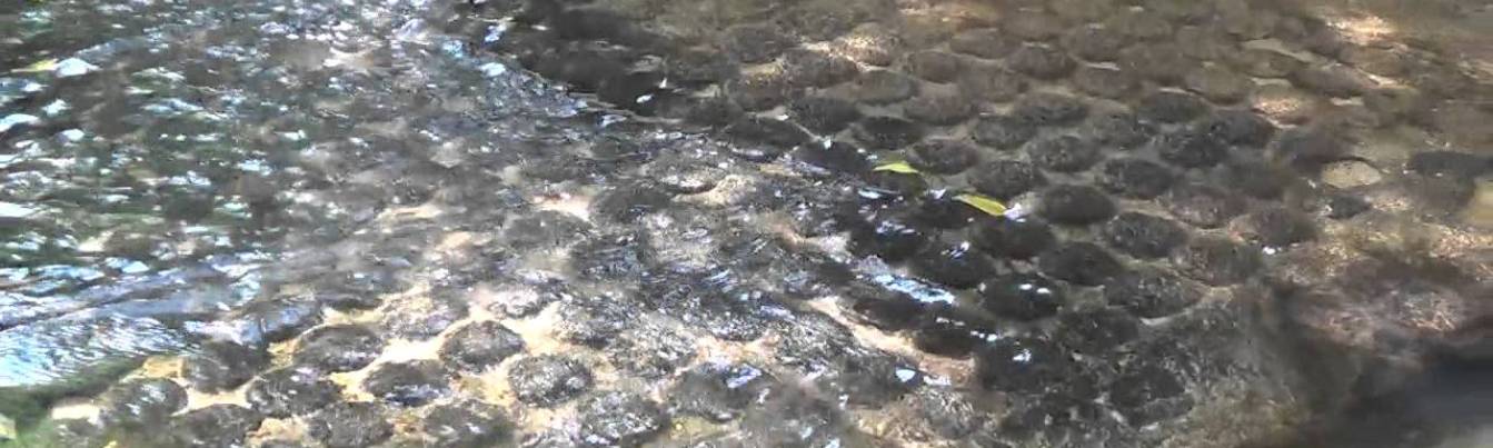 Thousands of lingas in Kbal Spean River
