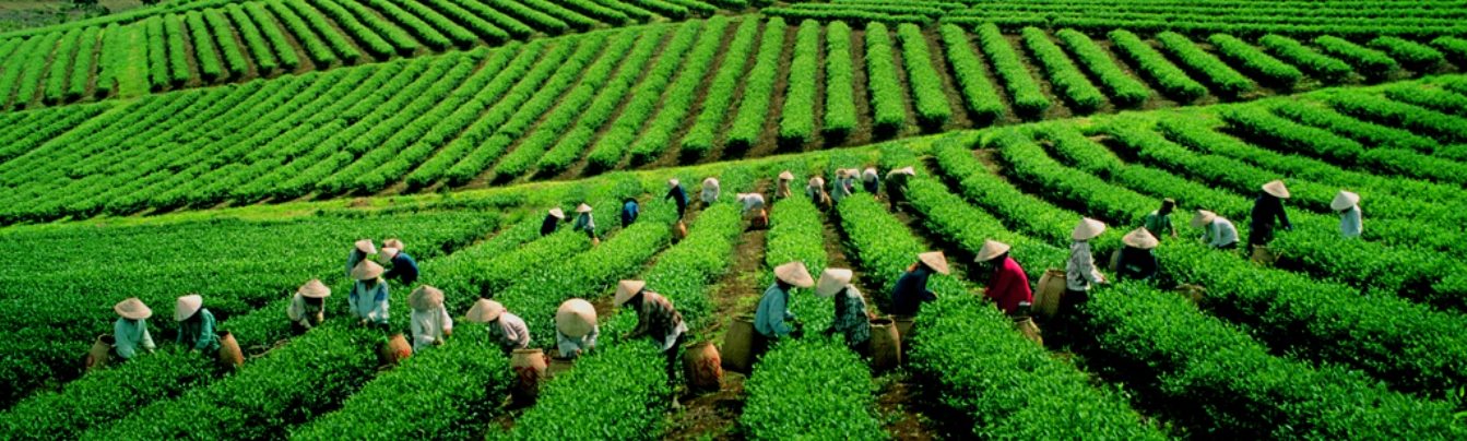 Lush tea hill in Cau Dat in Dalat City
