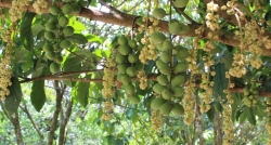 The tropical orchards seem to became a brand name of  Vietnam Mekong Delta