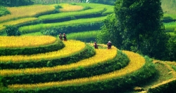 In your Ha Giang Tour, you will be trekked through out the breathtaking rice-terraces of Hoang Su Phi