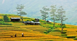 Over your imagination about a brilliant Mu Cang Chai in September