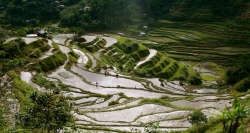 The rice-terraces in the pouring season in the Ha Giang Tours