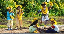 Wild sunflowers play traditional game