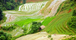 The chantoyant rice-terraces in the villages on 1 day trekking