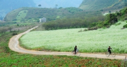 Boys cycle on cart-track in flower of cabbage