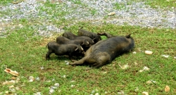 mountain pig family in Ma Tra Village