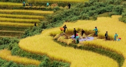 The most bewitching in your exploring Sapa journey is in the harvest season