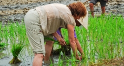 You can experience as a farmer with planting rice, picking vegetable...