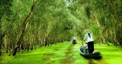 Take a boat to admire Tra Su Cajuput forest