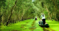Tra Su Indigo Forest is an ideal attraction in Angiang in the flooded season