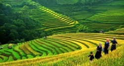 Let walk among the rice-terraces in Sapa in the harvest season