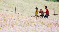 In the season of buckwheat flower, you seem to lost in the miracle world of pink