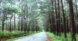 Immense rubber plantation