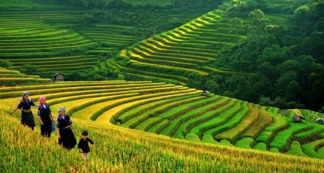 Tay people is trekking among the immense rice-terraces
