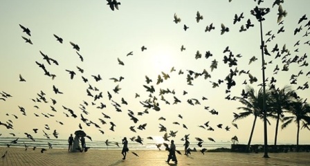 Pigeons in the seaside park