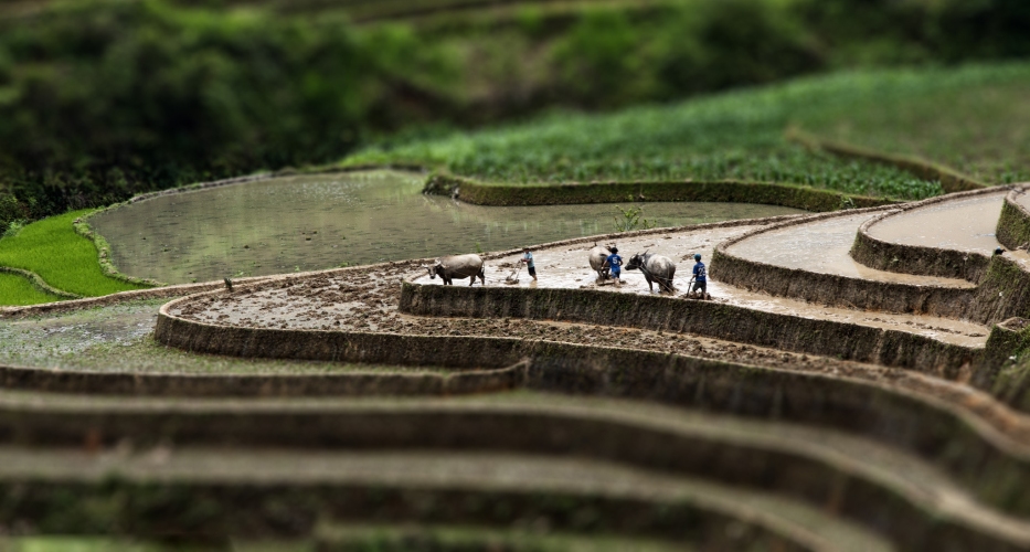Stop on the way to admire the breathtaking scenes of rice-terraces (Mu Cang Chai)