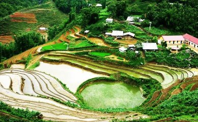 Admire a Sapa in the pouring season with sparkling rice-terraces