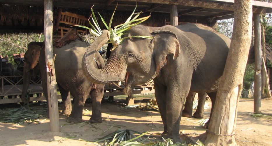 Make friend with the elephants in Khmu village