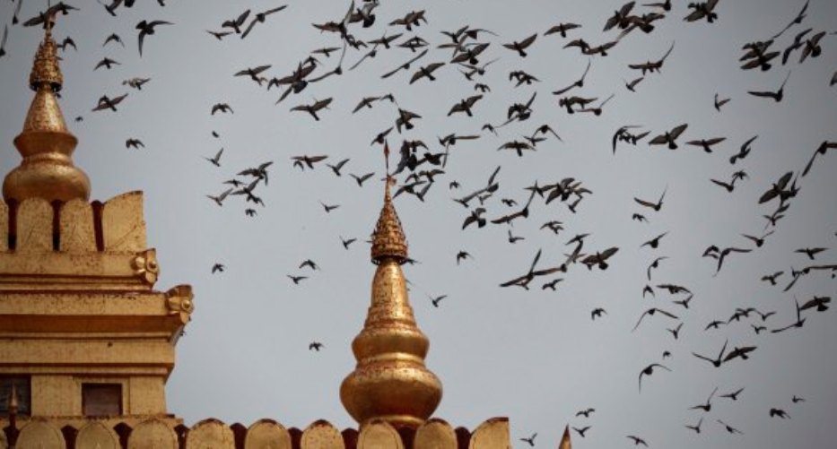 Shwezigon Pagoda is breathtaking with the flock of craw every late-evening