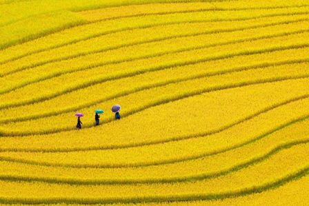 When trekking in Vietnam, especially Mu Cang Chai, you will be immersed in the breathtaking of rice-terraces