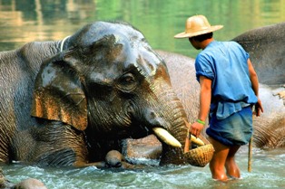 Making friend with the elephants in Ta Yaak Village is an exciting experience in your Thailand Cambodia Vietnam tour.
