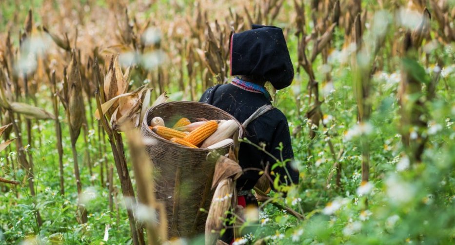 Corn fields in Tavan Village