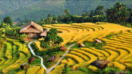 Hoang Su Phi in the harvest season.