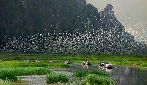 Follow the water way sailing slowly to Thung Nham bird garden