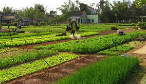 Riding bicycle to Tra Que vegetable village