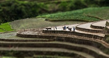 Walking among the spectacular rice-terraces in Northern Vietnam