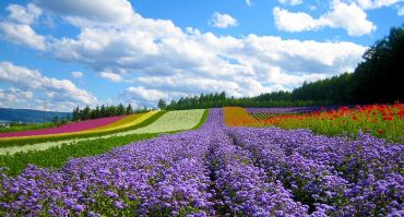 Flower hills are as far as your eyes can see in dreaming Dalat City in trips to Vietnam