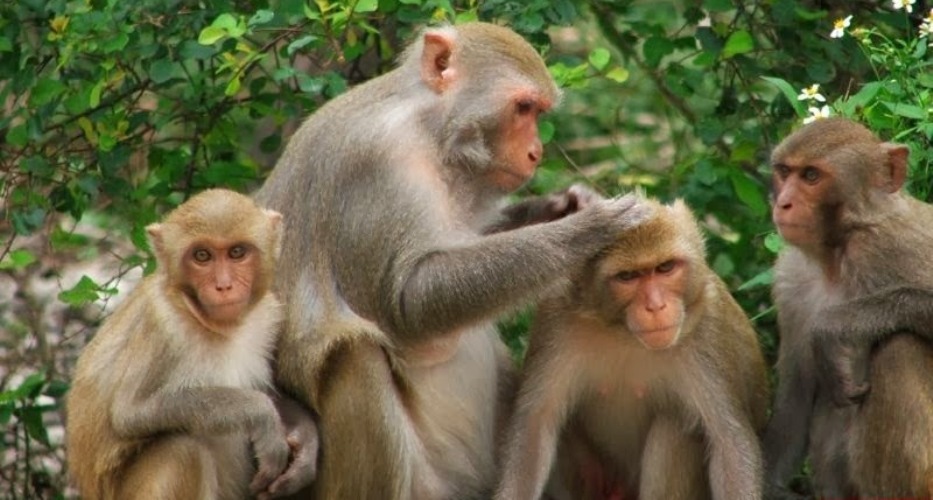 Lovely monkeys in Lao Island (Monkey Island), Nha Trang