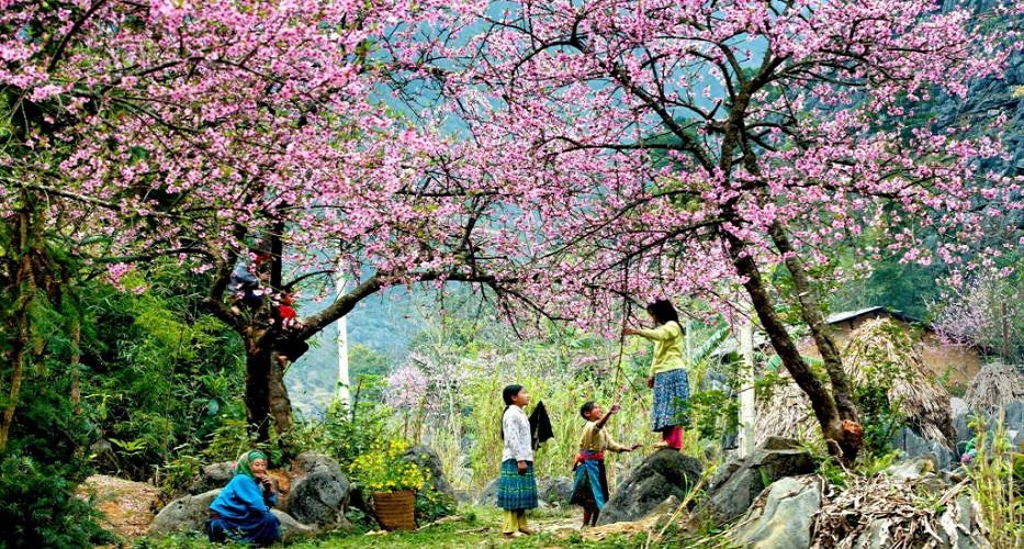 your Moc Chau tour is more compelling in the cherry blossoming times.