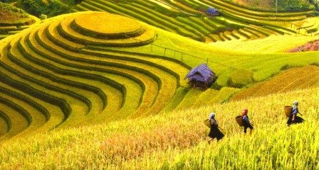 Muong Hoa valley in the harvest season in 7 day adventure tour in Northern Vietnam