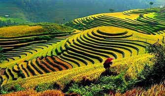Sapa rice terraces attract a lot of visitors
