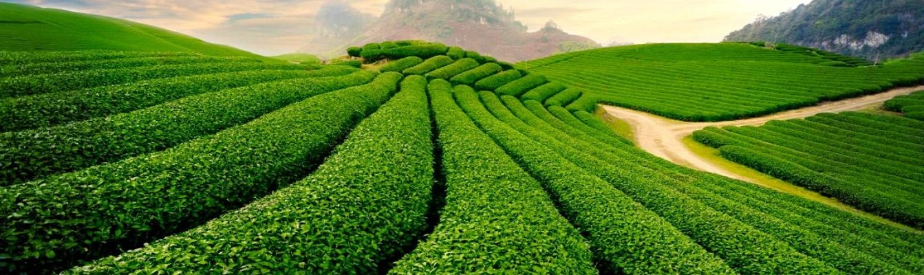 the tea hill in Moc Chau plateau.