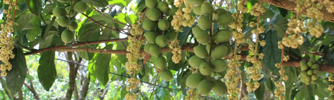 Mango orchard in Vietnam Mekong River