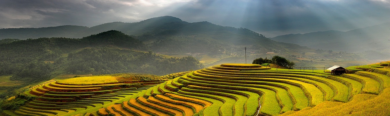 You will be admired breathtaking rice-terraces in Hoang Su Phi if your Ha Giang Tour is in the harvest season