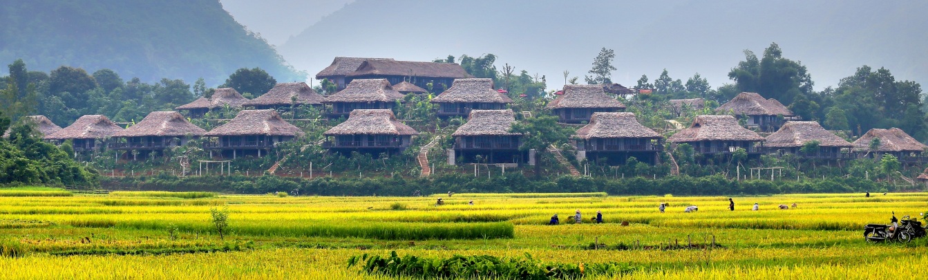 Mai Chau valley is brighter in the time of harvest rice-fields.