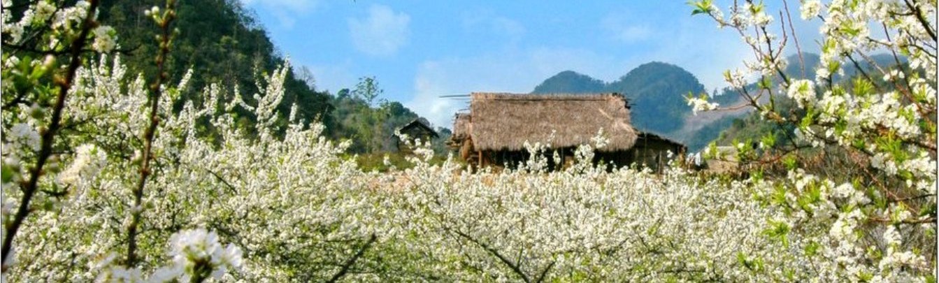 Plum blossoming in Moc Chau when the spring comes
