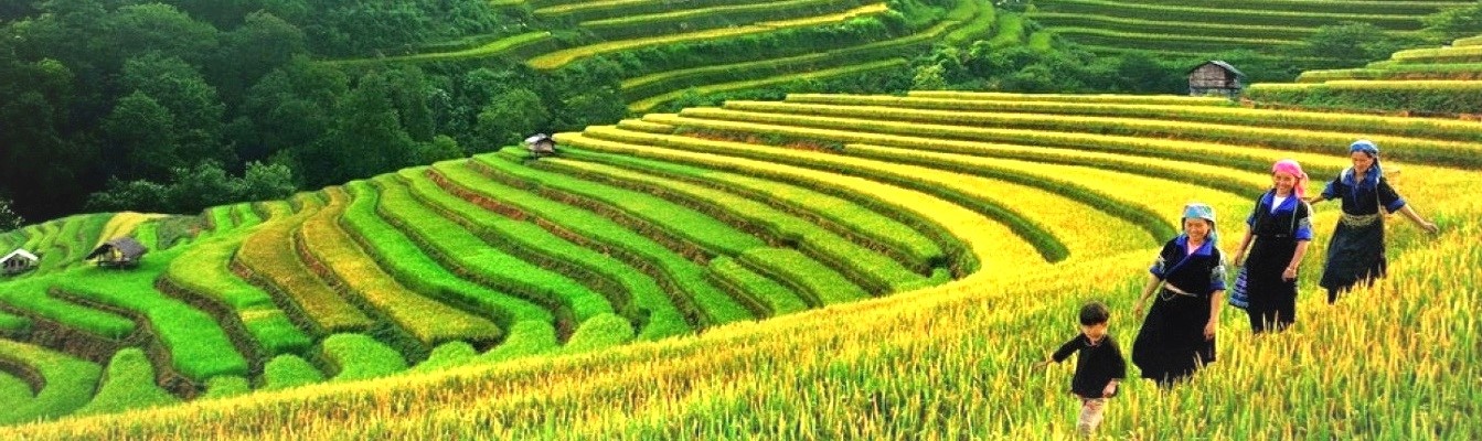 Trekking among the yellow mature rice-terraces in your Sapa Tour.