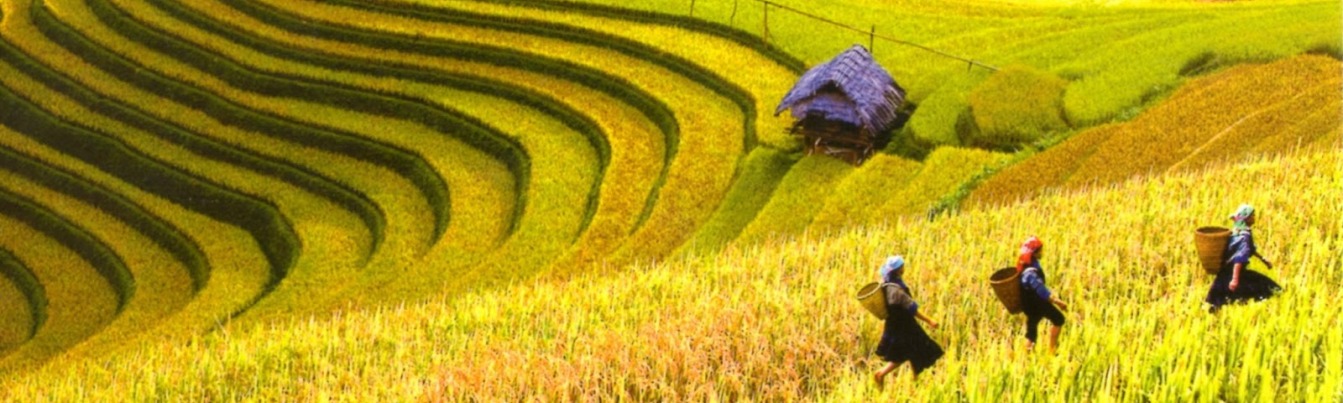Trekking and adventure Sapa Vietnam in the mature season of rice-terraces