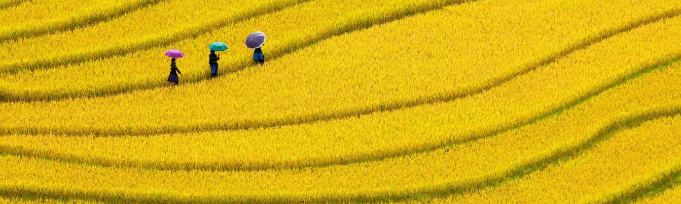 walking among the brightly yellow rice-terraces in Mu Cang Chai
